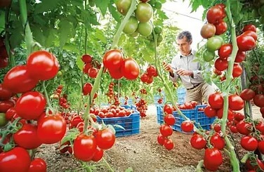 Увлажнение в теплицах и в грибном производстве